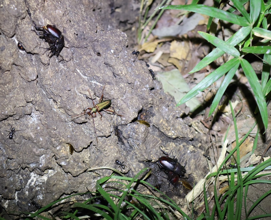 ノコギリクワガタ2ペア、アカアシオオアオカミキリ_No.４のコナラ_クワガタ達のオアシス_2023年8月7日19時35分 気温29度